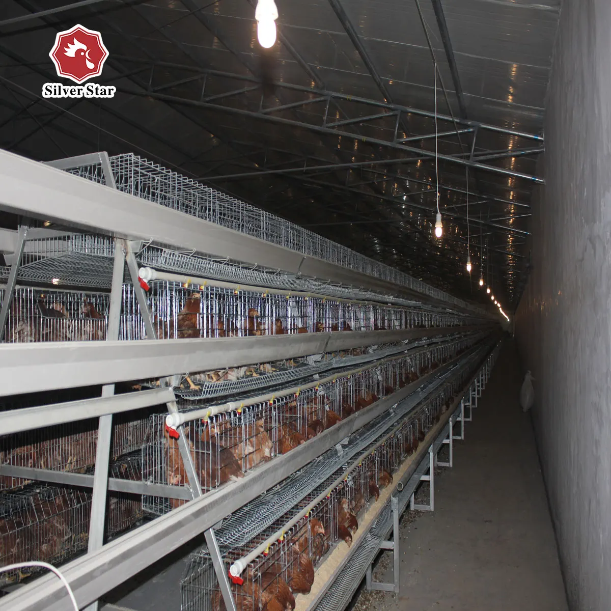Silver star chicken egg layer cages with full accessory for poultry shed