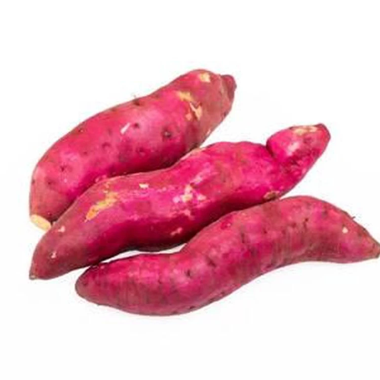 Good quality sweet potatoes are in the season of specializing in exporting large quantities of potatoes grown according to safe