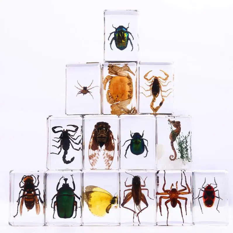 Insect in Resin Specimen Bugs Collection Paperweights Arachnid Preserved Party Favors for Kids Scientific Educational Simulation
