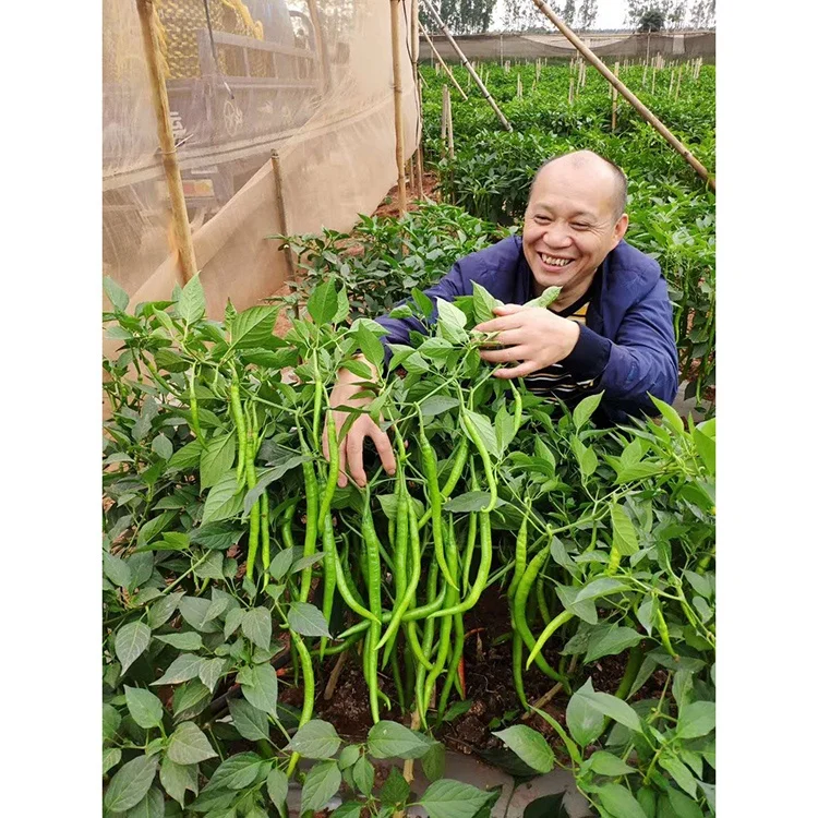 Factory Direct Supply Hybrid F1 Green To Red Hot Red Pepper Seedsot Conditions