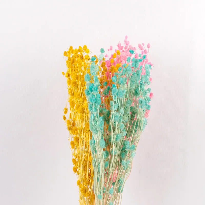 Ins Most Popular Customized Color Dried Globe Amaranth As House Decor Preserved Long Time