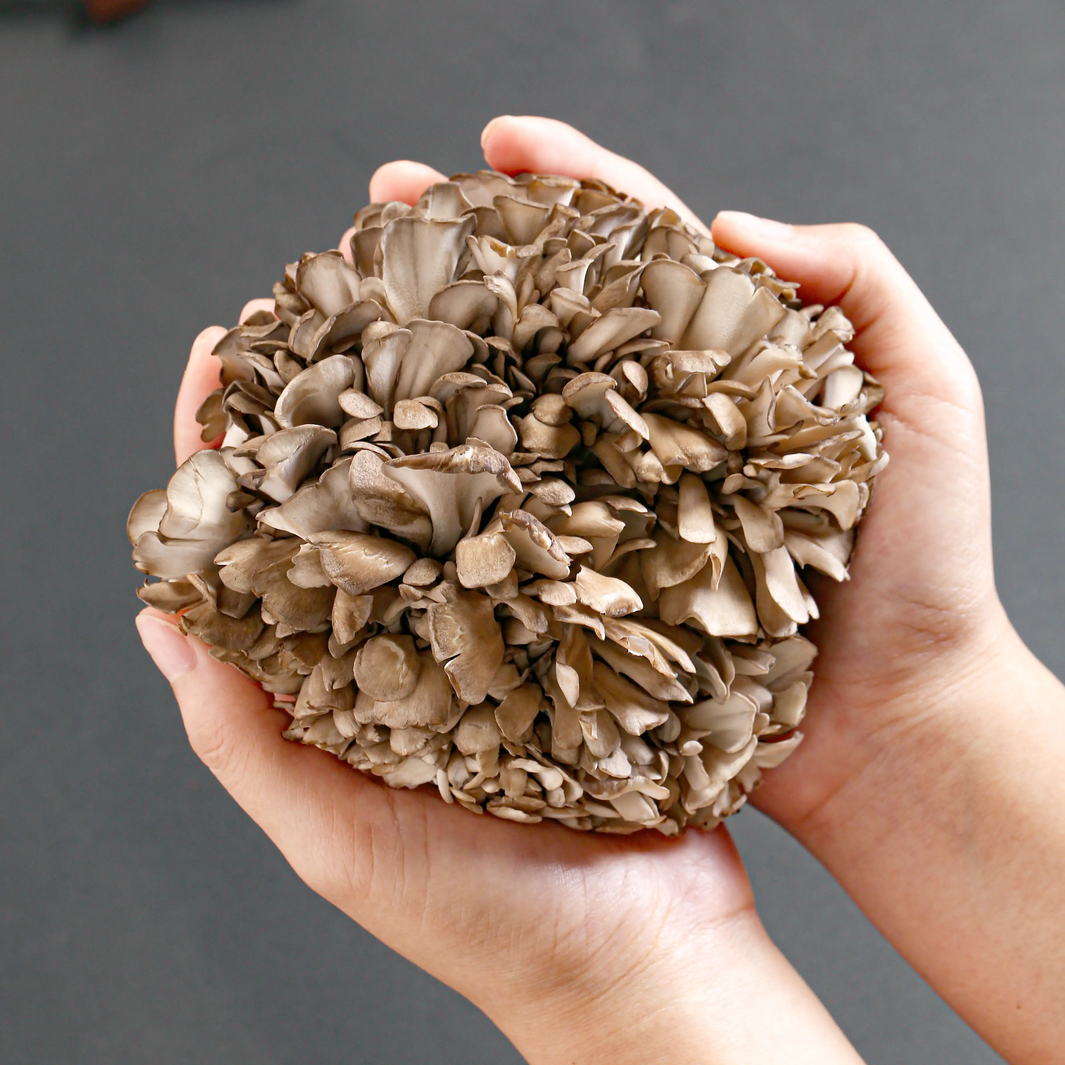 Источник здоровой пищи древние питательные грибы Hen of woods Maitake