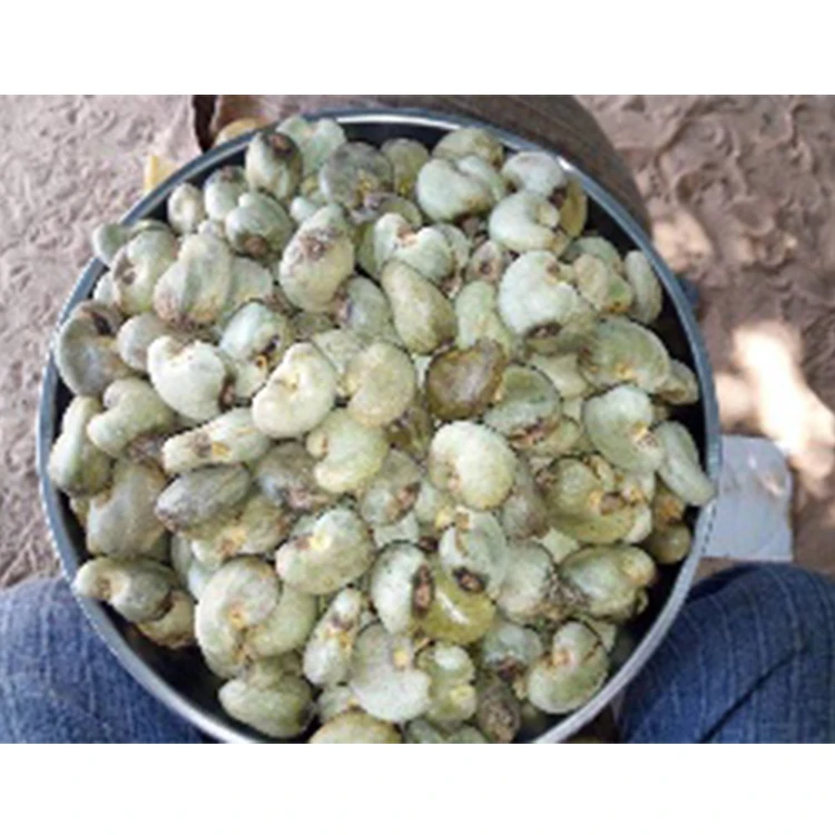 
HIGH QUALITY FIRST GRADE RAW CASHEW NUT IN SHELL OF BRNIN ORIG 