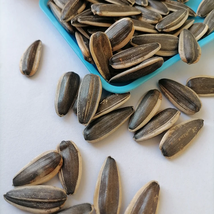 Fresh  production raw sunflower seed chinese