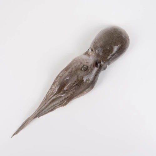 Factory processing wholesale organic squid and other aquatic products seafood