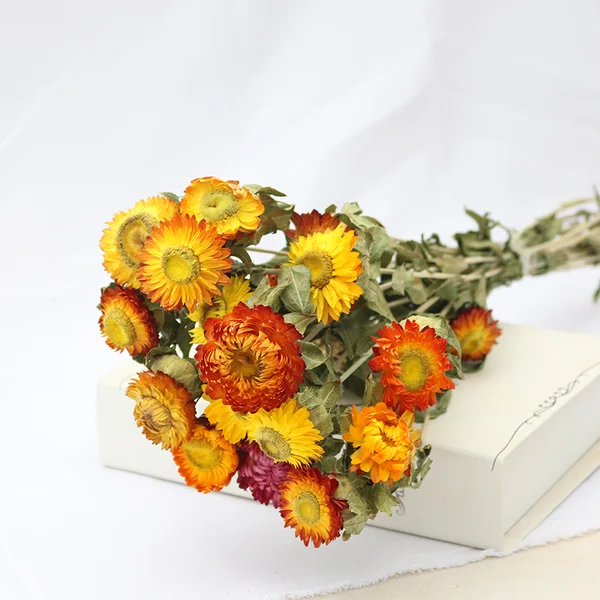 Ins most hot selling  dried flower Pineapple Chrysanthemum for Christmas decoration