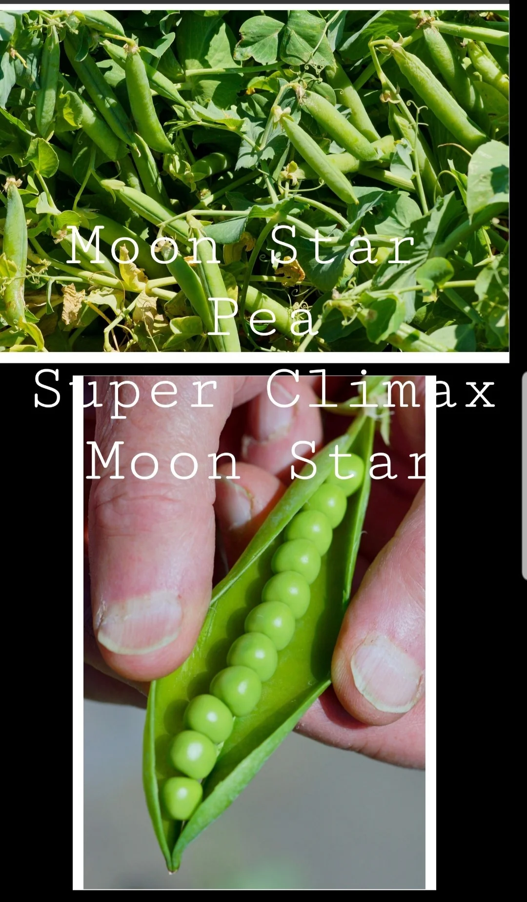 Peas SUPER CLIMAX Seeds