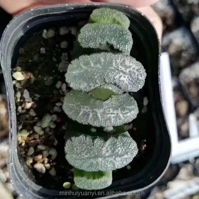 Горшечное растение Haworthia белое окно декор для питомника настоящие комнатные уличные растения