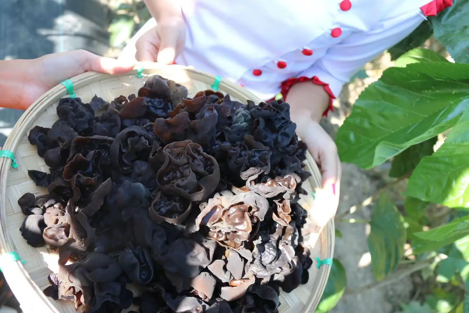 
Health Natural Organic Mulberry Branch Dried Fungus Wood Ear Gift Suit Box 