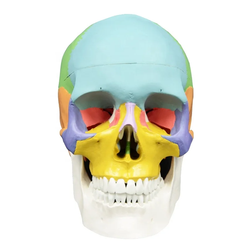 3 parts colored skull model,Detachable Colored Human Skull Medical School Anatomical Demonstration