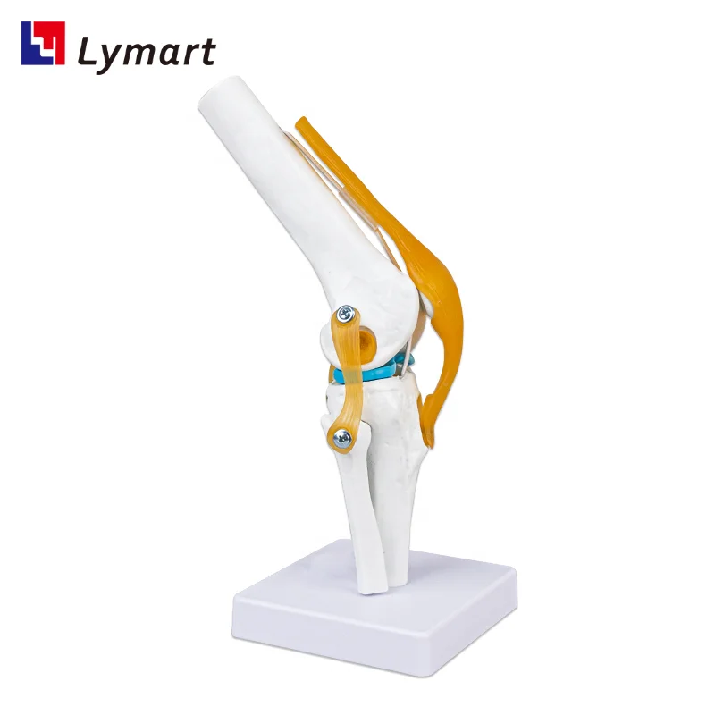 Plastic Artificial 3D Human Knee Joint Model for school
