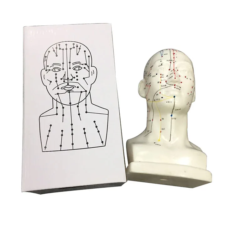High Quality Medical Use Acupuncture Model Head Acupuncture Model Acupuncture Point Model DIY Medical Chinese Medicine Meridians