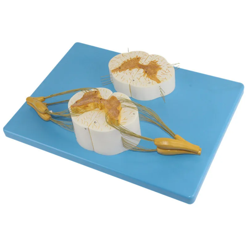 Neurology system doctor simulates learning to send gift decorations with enlarged models of spine and spinal nerve branches