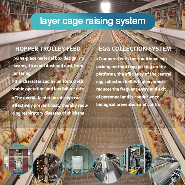 RAISETECH auto-layer cage for egg collection is used for  3 Tiers 8 Tiers  layer chicken cage used for farm