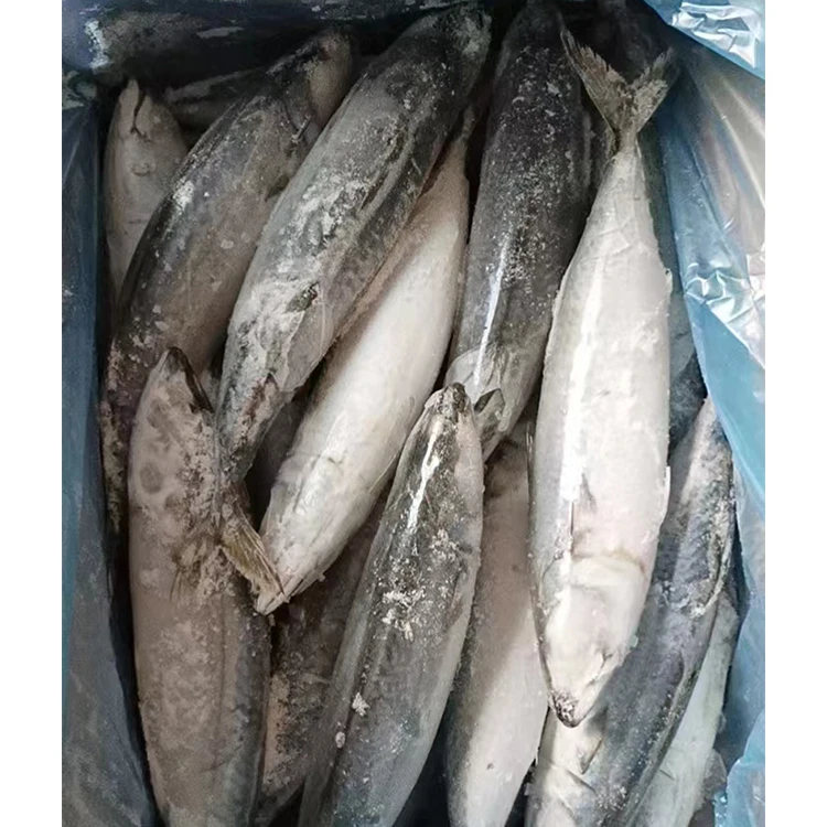 SANFENG SEAFOOD Frozen Pacific Mackerel Fresh Mackerel Sea Fish For Export