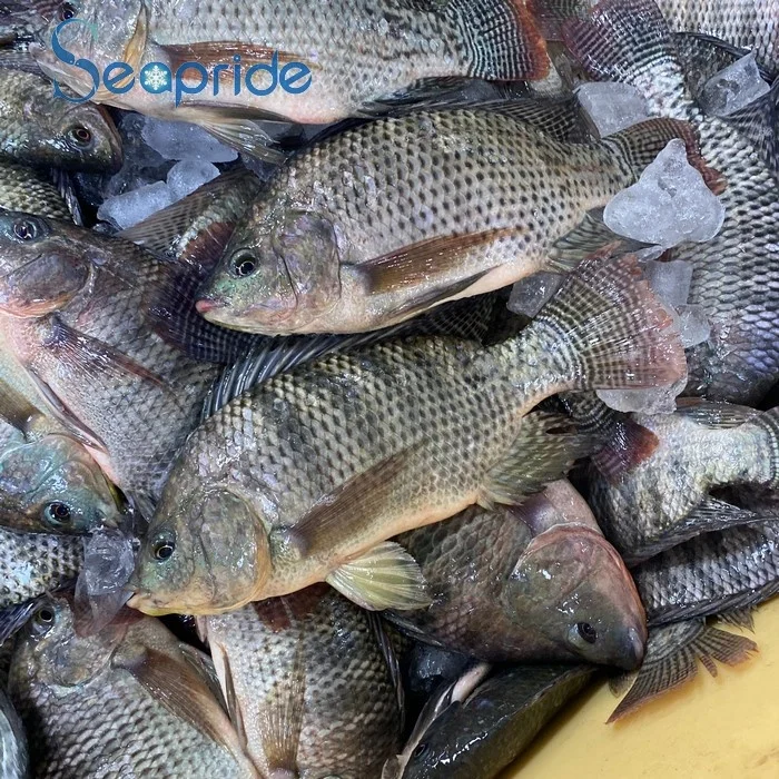 Seafood Export Black Tilapia Frozen Fish