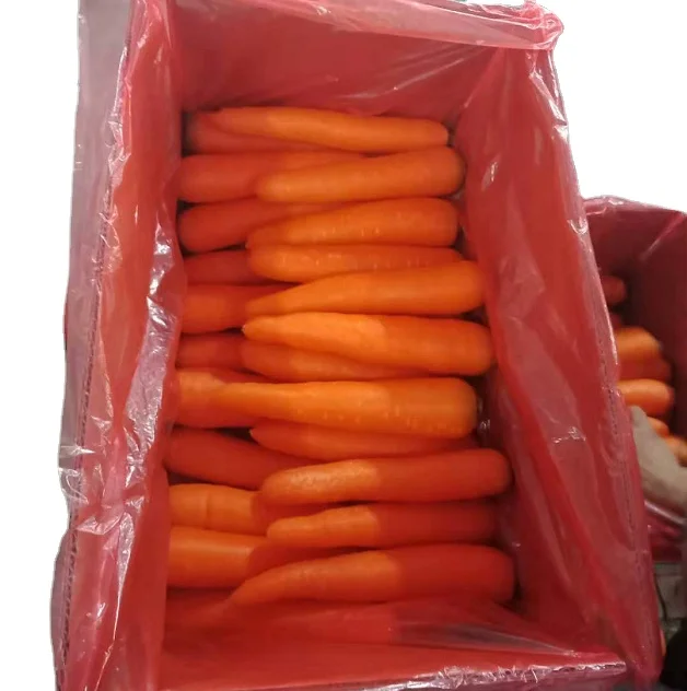 Fresh carrot 5kg carton pack new season red carrot export