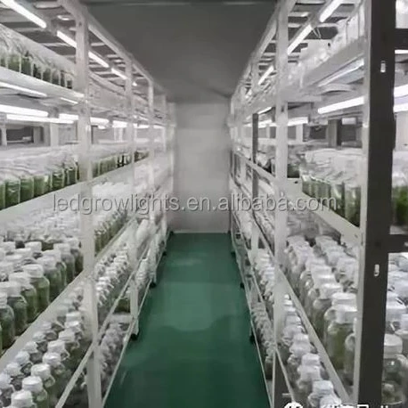 Laboratory banana flower Cold rolled steel tissue culture rack
