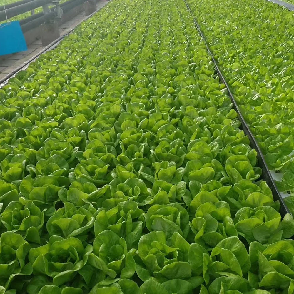 Pandora 2022 new agriculture drip irrigation 16mm flat dripper drip tape