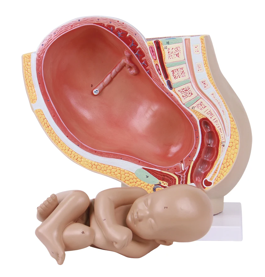 pregnancy anatomical model female reproductive system anatomical model