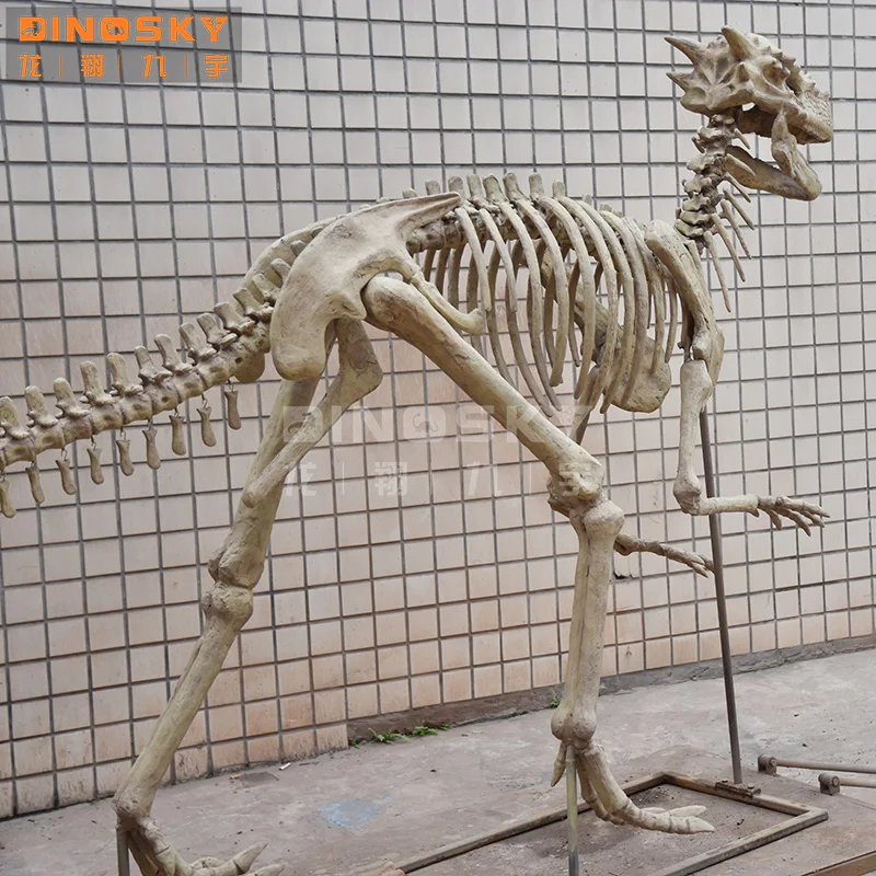 Artificial  Dinosaur bones dinosaur  skeleton fossil museum exhibition display