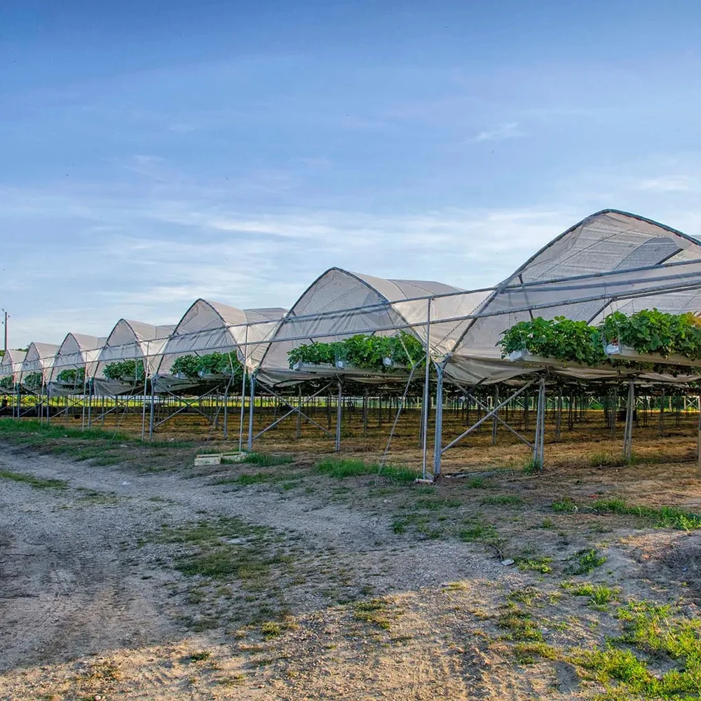 Baolida agriculture growing tent rain shelter green house frame berry greenhouse for tomatoes