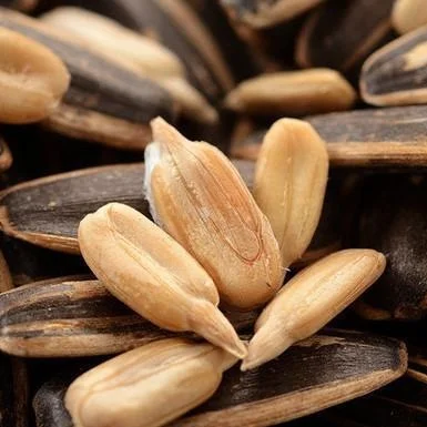 Share the Joy Delicious Black Sunflower Seeds Perfect for Socializing and Celebrations