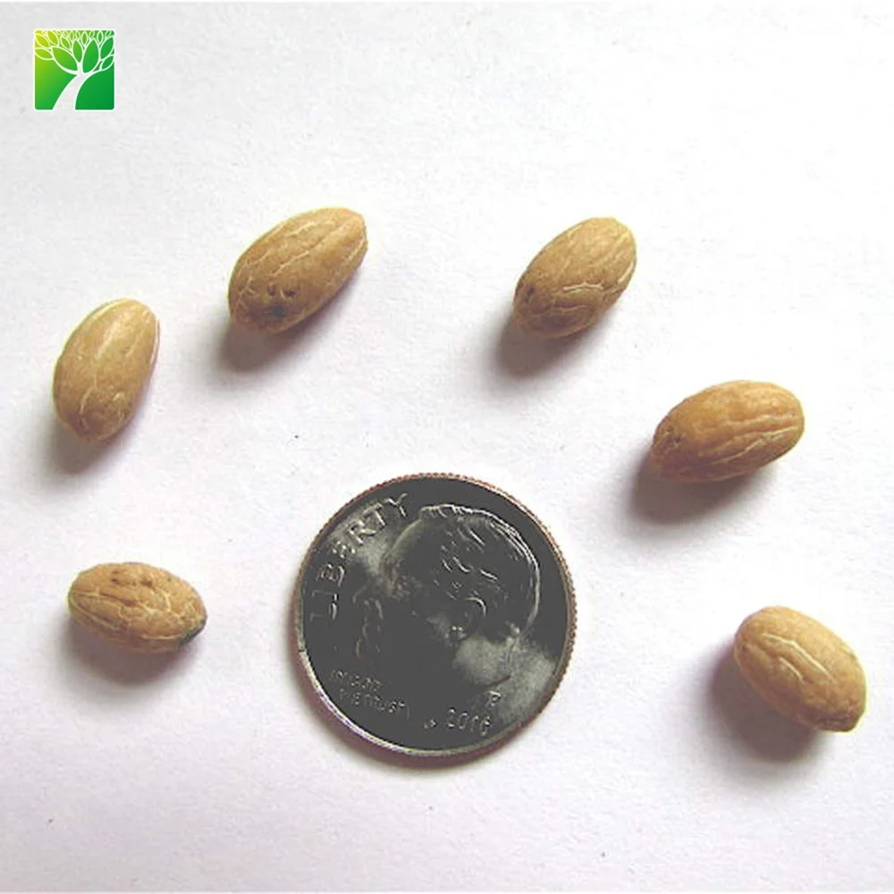 
Hot sale 5 flowering period arbor tree garden plant Olea europaea The olive tree 