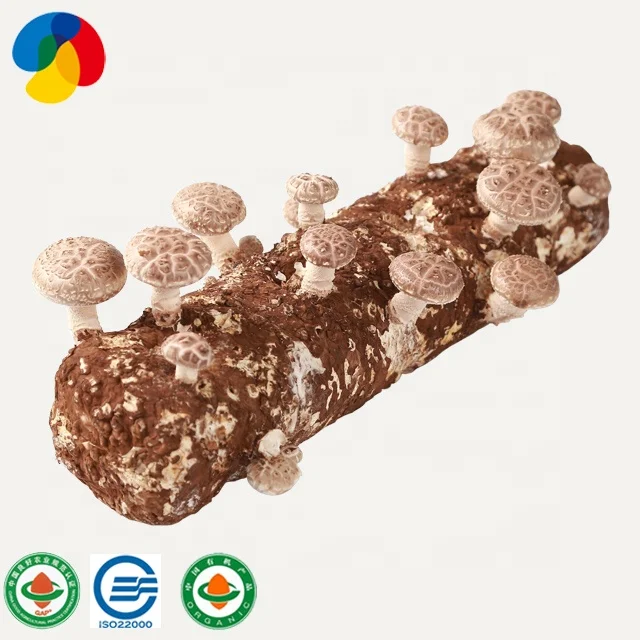 Семена грибов shiitake для выращивания грибов-свежая