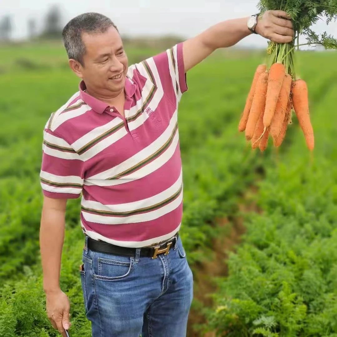 
High Quality fresh carrot wholesale made Keep fresh delicious Rich in vitamins clean water washed carrot Organic carrot 