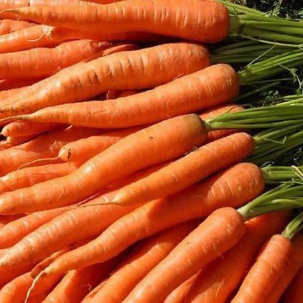 Export Quality Fresh Carrots Common Cultivation Orange Natural Sweet From Vietnam Manufacture