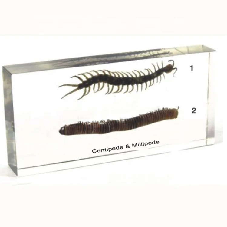 Изделия из полимерной смолы сороконожки и миллипеда