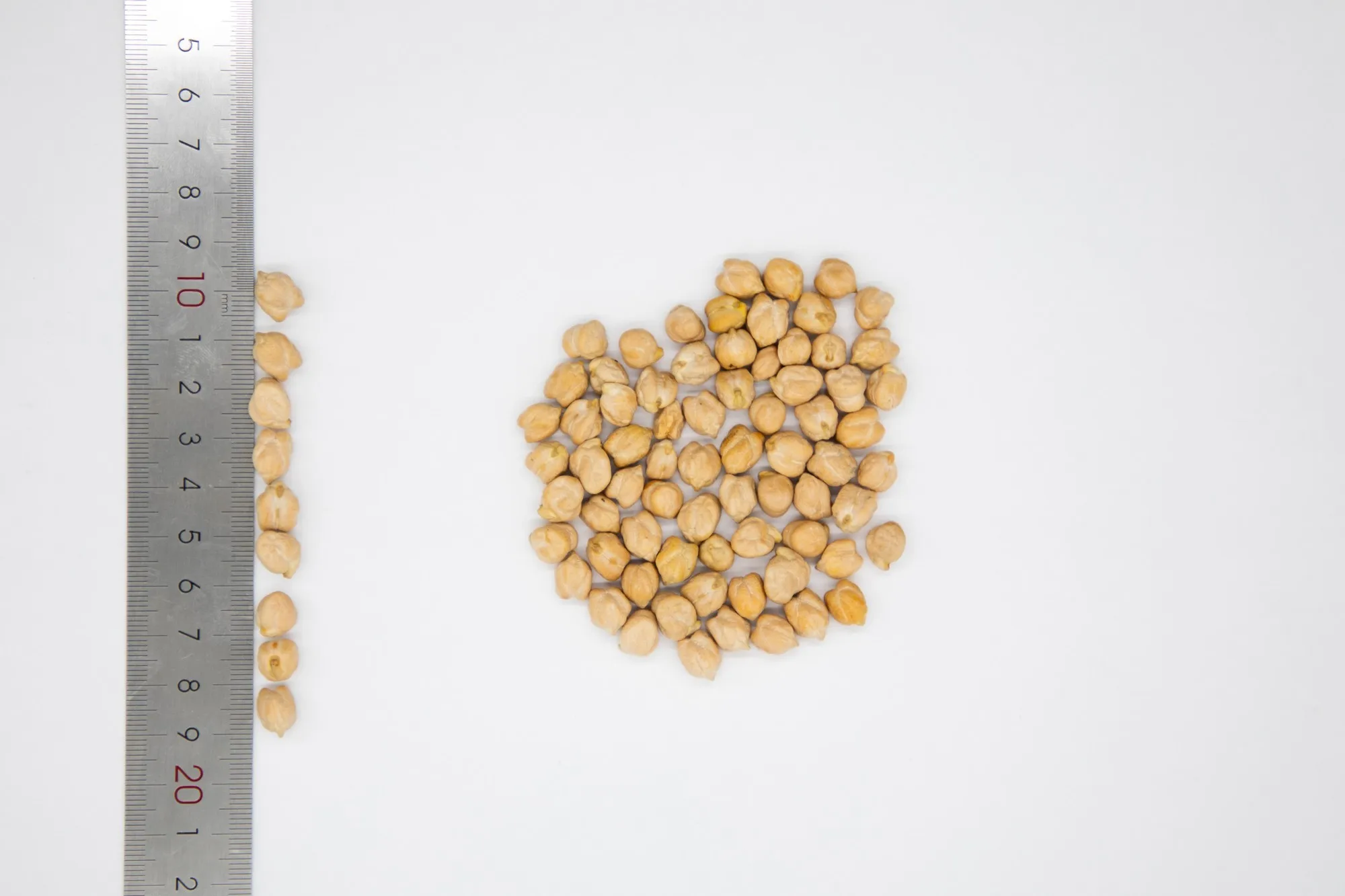 Organic chickpeas 100% natural high grade 6+ 7+ 8+ 9+ caliber chickpea in bulk from Uzbekistan manufacturer