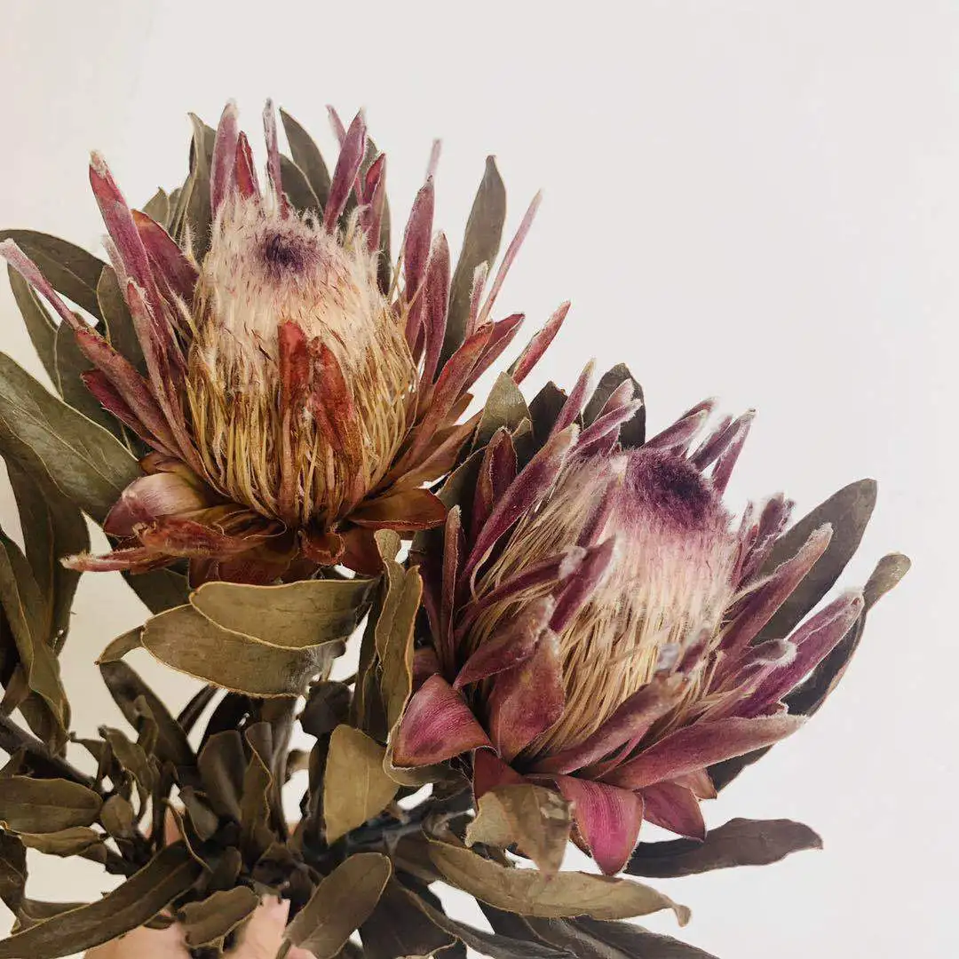 Заводская оптовая продажа сушеные цветы king protea натуральные для свадебного украшения