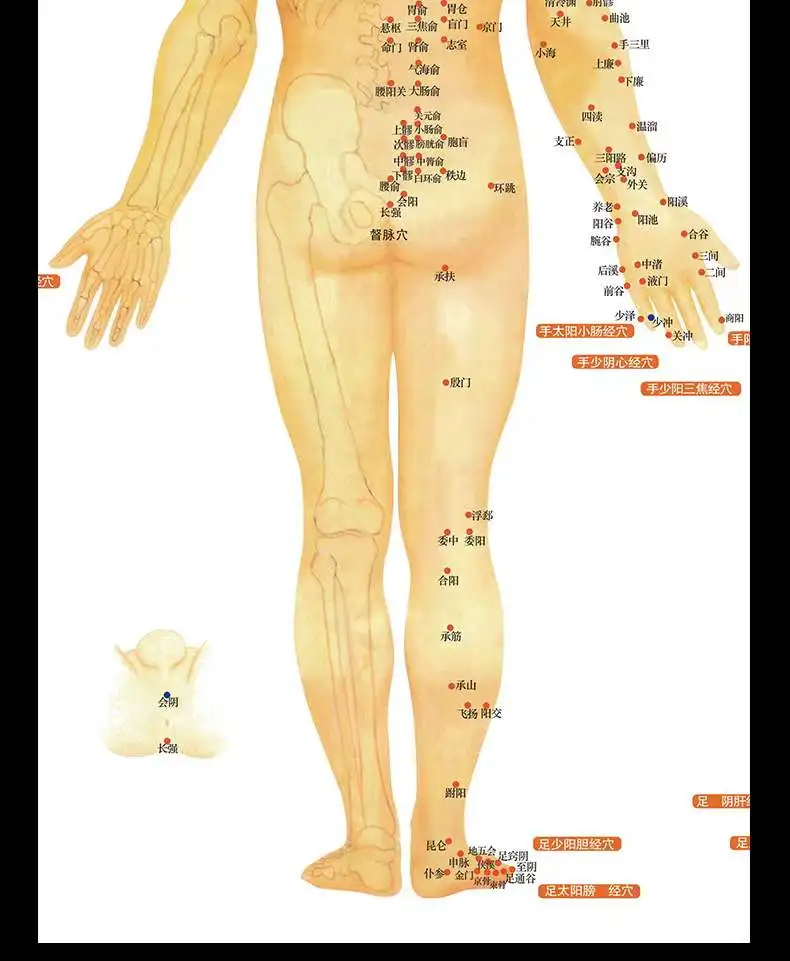 Clear Chinese medical acupuncture charts points human body acupoint meridian map