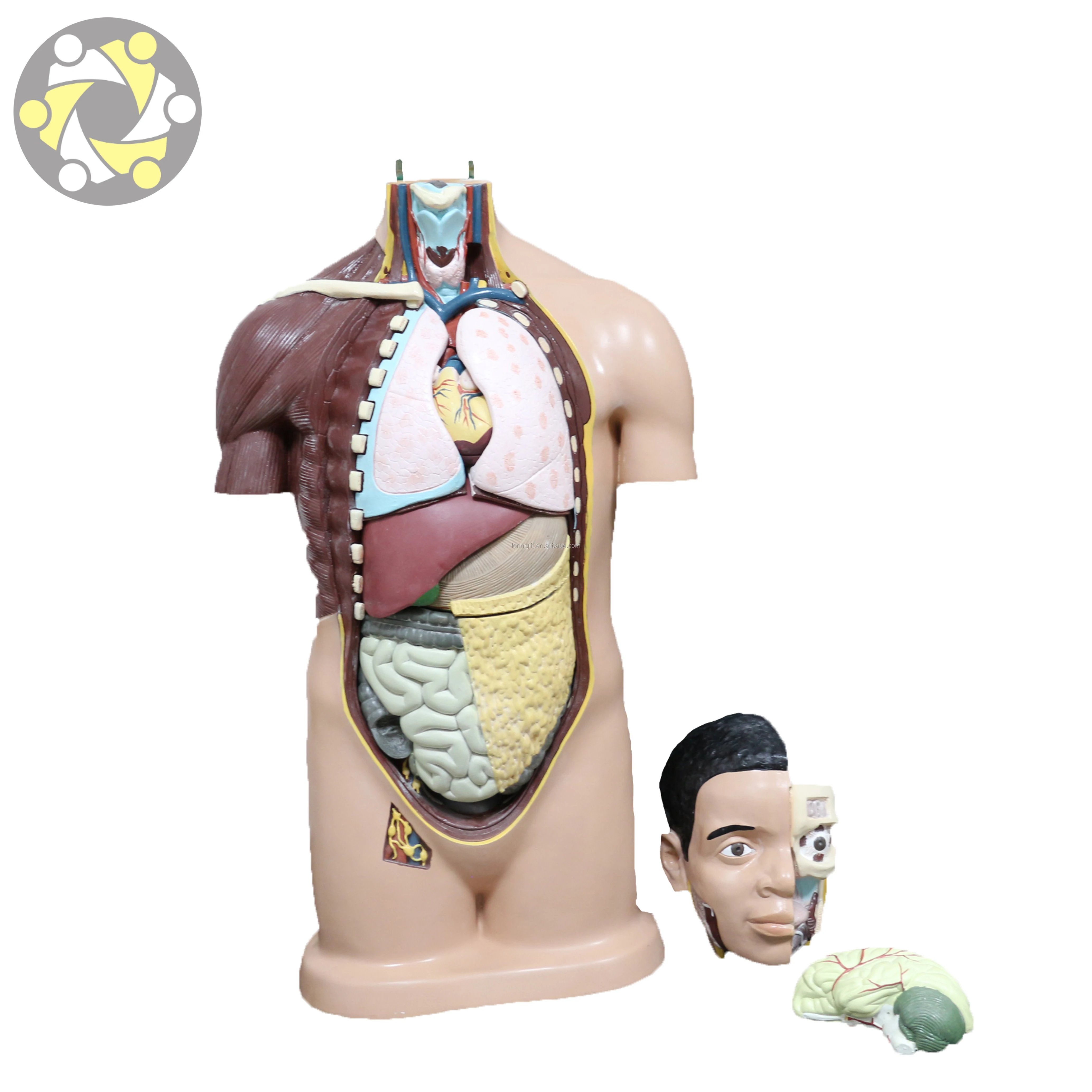 Medical science 85CM anatomical model of human organs Visceral organ model Human Torso Model For Teaching