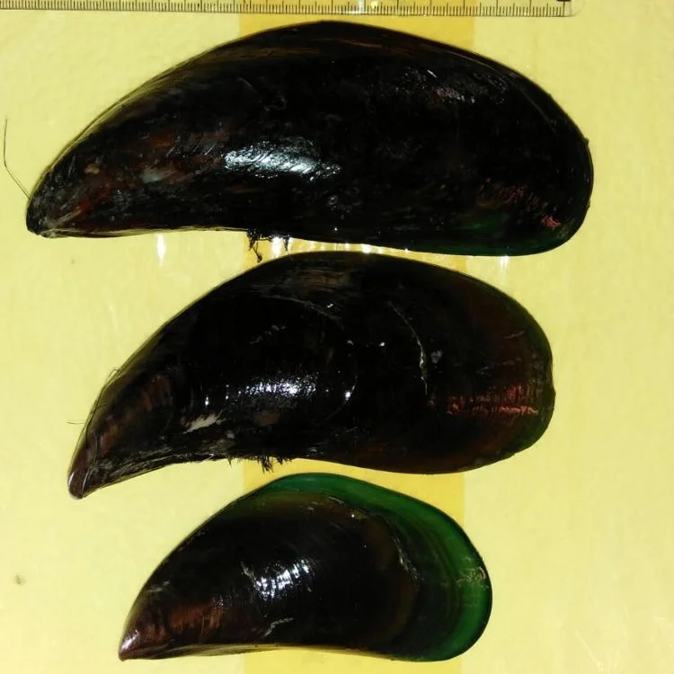 
Alive Fresh Green Mussel - Green Lipped Fresh Alive Mussel - A Grade Green Mussel 