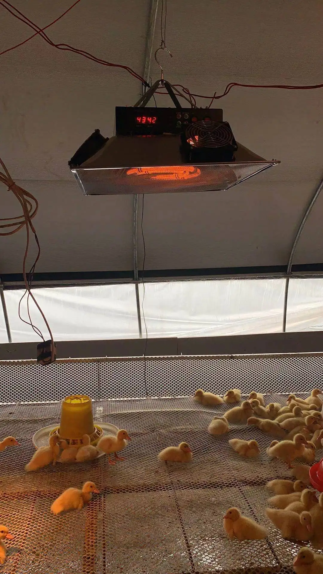 electric poultry brooder with warming light HJ-YCD10
