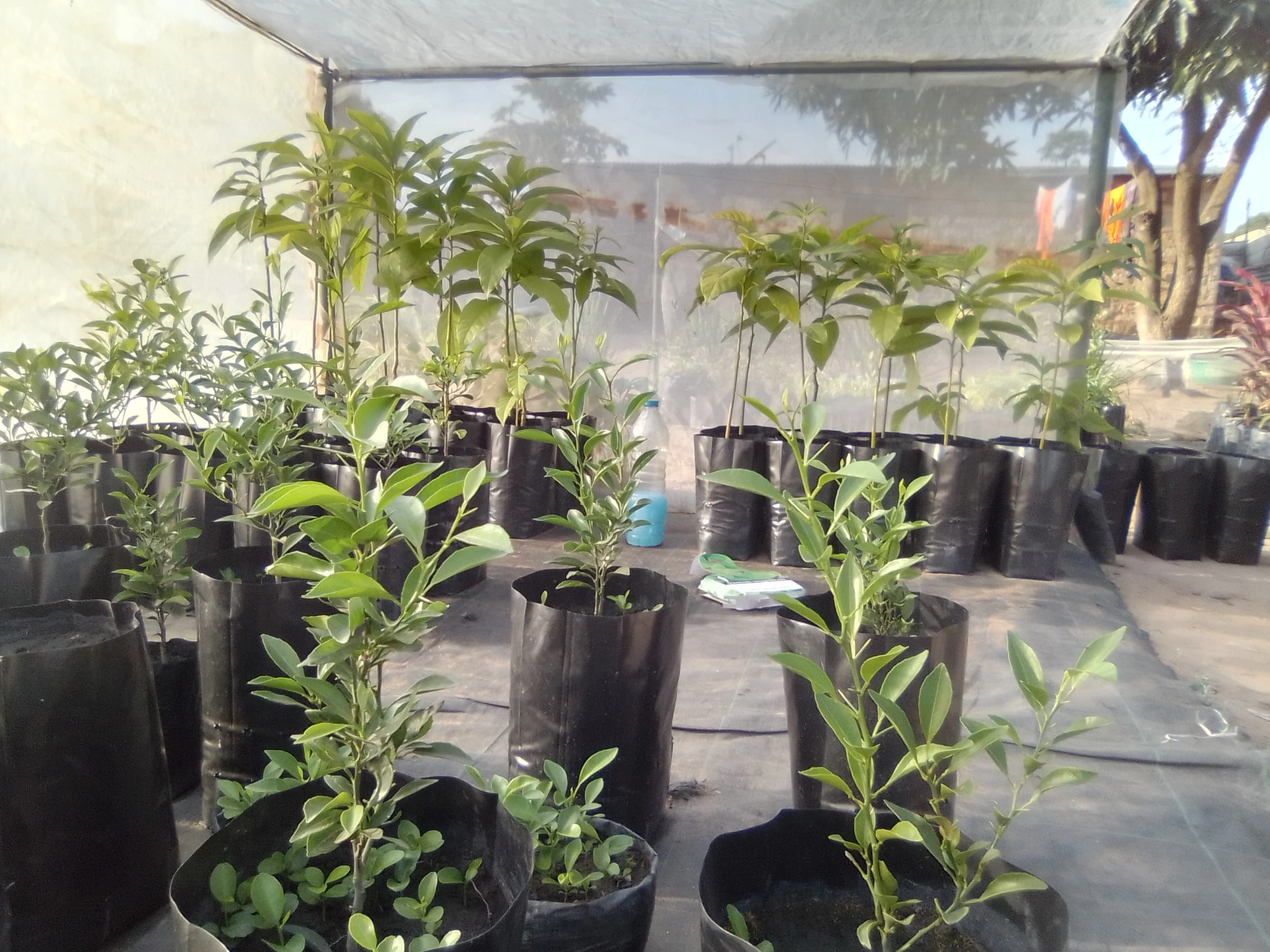 Seeding Nursery Bag Black Flat Without Gusset,Plastic Grow Bag With Breathing Hole