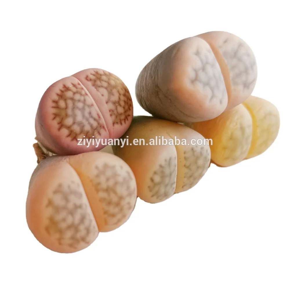 Lithops wholesales nature plant live stone plant lithops pot
