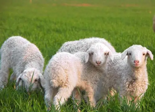 
hot sale dry brewer autolyzed yeast for animal feed additives rich in beta-glucan and mannan oligosaccharides 