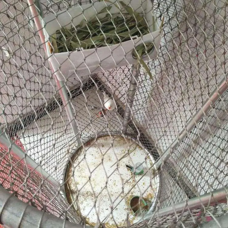 Ss304 2.5mm , 3.8mm Stainless Steel Wire Rope Mesh Used In Zoo Fence