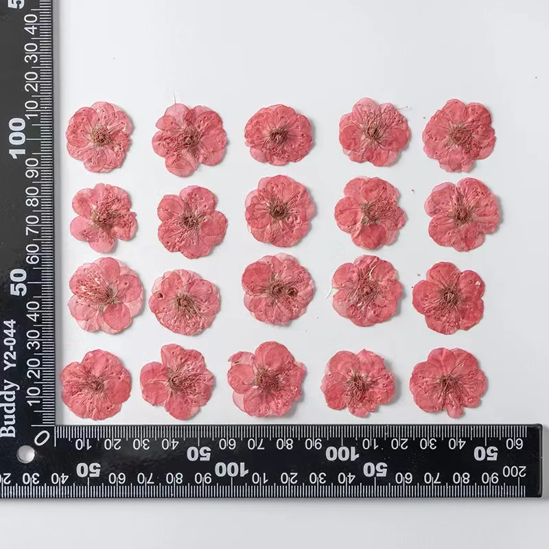 Real Dried Pressed Flowers, Plum blossom