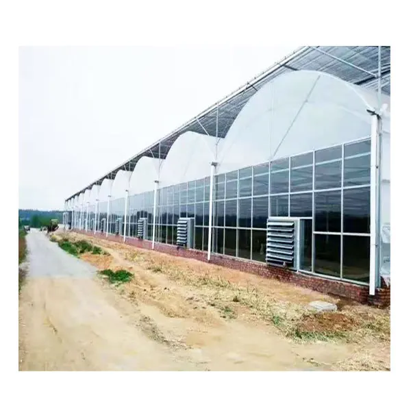 
Agricultural lettuce greens hydroponic system plastic film Multi-Span Greenhouse 