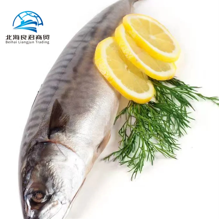 Order online cheap price frozen fish mackerel whole round fresh delicious indian flavour seafood chub mackerel fish