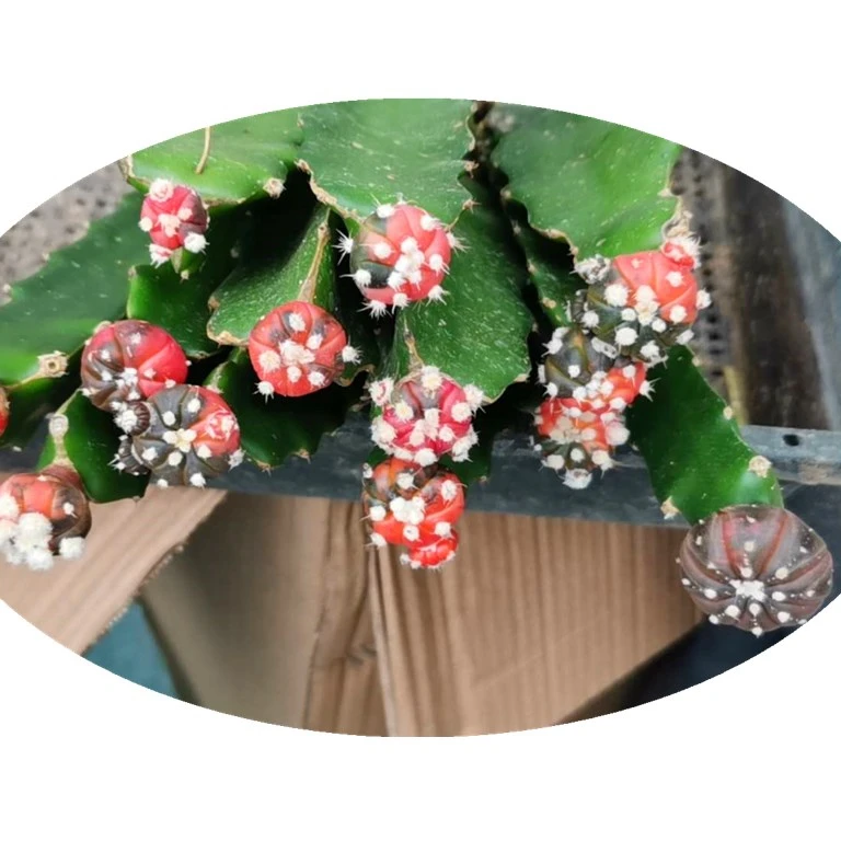 
Sell cactus at a low price and graft it 1-2.2cm 