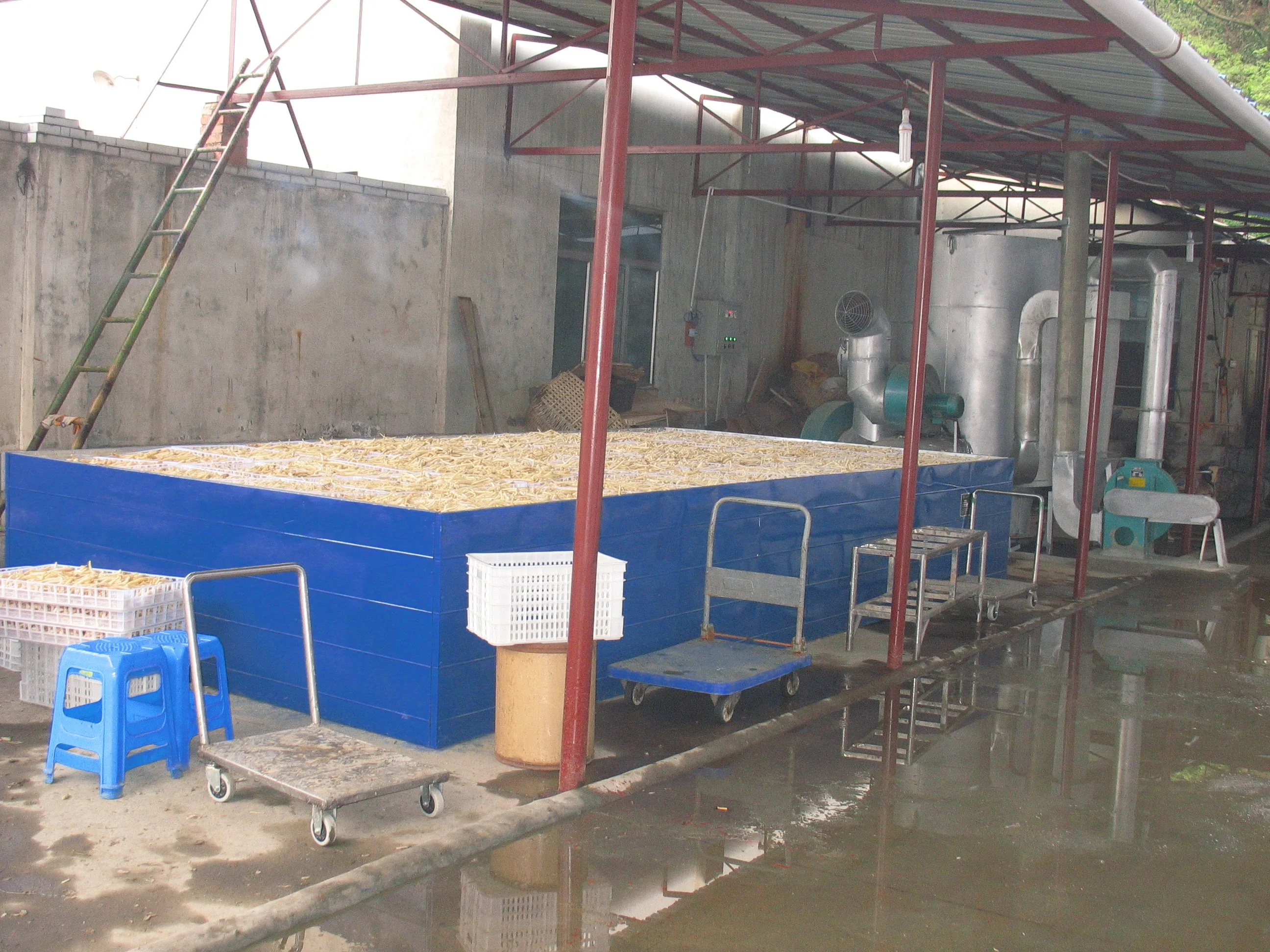 Chuanminshen violaceum Chinese herbal medicine Flat bed dryer