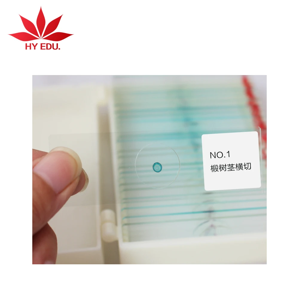 Botany Microscope Prepared Glass Slide  Microscope Slides Tilia Stem C.s