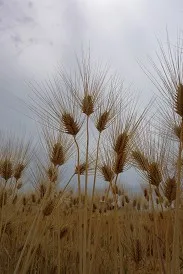 Японский высококачественный питательный натуральный ячменный напиток для здоровья