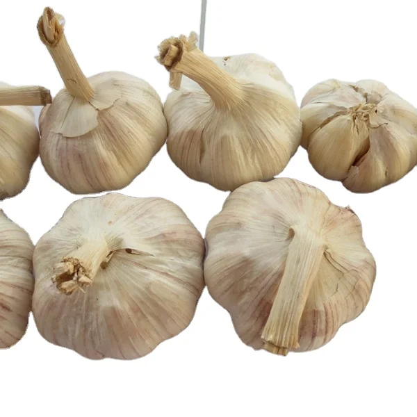 
Certificated HACCP HALAL exported fresh garlic white garlic 